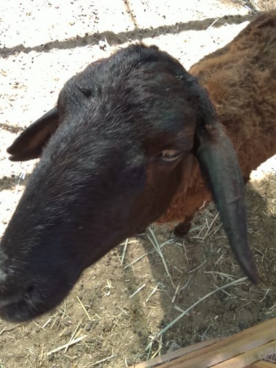 This close-up, high-angle shot features the head and upper body of a black-faced sheep with a brown, woolly coat. The sheep's head is positioned prominently in the foreground, angled towards the left of the frame, with its long, dark ear hanging down. The sheep's eye is visible, conveying a calm or perhaps curious expression. The background consists of sandy, dry ground with scattered straw and small, dark pellets, likely animal droppings. A wooden plank is visible in the bottom right corner, suggesting a fenced area or enclosure. The lighting indicates it is daytime, with harsh sunlight creating distinct shadows and highlights, especially on the sheep's fur and the ground. The scene appears to be an outdoor enclosure, possibly a farm or rural area, given the presence of straw and animal waste. There is no visible text in the image.