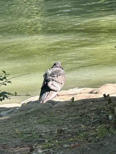 A pigeon stands on the edge of a body of water, likely a pond or lake, in Ardoti, Georgia. The water is a murky green color, with sunlight reflecting off its surface, creating a dappled pattern. The pigeon, with its characteristic gray and black plumage, is facing away from the camera, appearing to preen or rest.

The ground beside the water is textured and appears to be a rough, rocky surface, possibly part of a path or embankment. Patches of green foliage are visible growing on this surface, interspersed with dry leaves and twigs. The overall scene suggests a natural outdoor setting, likely during daylight hours given the strong sunlight and shadows. The weather appears to be clear and sunny. There is no visible text in the image.