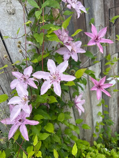 The image shows a close-up, eye-level view of several pink clematis flowers with dark centers, clustered on a vine against a backdrop of weathered wooden planks. The flowers are varied in their stage of bloom, with some fully open and others partially unfurled. Water droplets are visible on the petals and green leaves, suggesting recent rain or dew. The wooden planks are arranged vertically and appear to be part of an outdoor fence or structure. The overall lighting is diffused, likely from an overcast sky, casting no harsh shadows. No people are present in the image. The location of Slavenka, Russia is not visually indicated in the image.