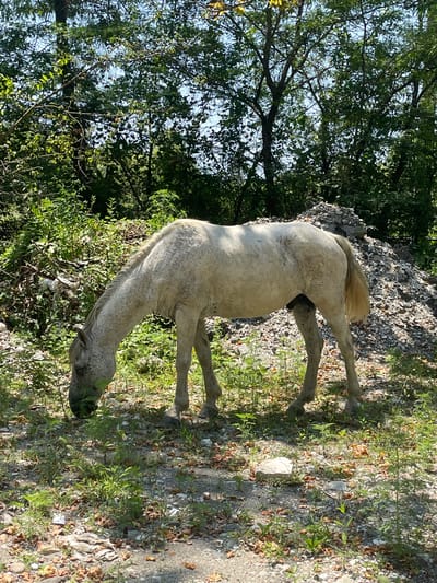 In Amzara, Abkhazia, a light-colored horse is grazing on sparse vegetation and dry leaves in a sun-dappled outdoor area. The horse is positioned centrally in the frame, with its head lowered to the ground. Behind the horse, a large pile of grey rubble and stones is visible, contrasting with the surrounding green foliage and trees. The ground is a mixture of dirt, gravel, and scattered debris. Sunlight filters through the dense canopy of trees, casting shadows and highlighting certain areas of the scene.
