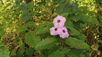 A close-up, eye-level shot captures three light purple flowers with deep purple centers, clustered together amongst vibrant green leaves. The flowers are funnel-shaped and appear to be facing various directions. The leaves are a mix of heart shapes and more elongated forms, some showing signs of natural wear with small holes and brown spots. The background is a soft blur of green foliage and dappled sunlight, suggesting an outdoor environment. The scene is set in Geulangganggampong, Indonesia, a location known for its lush natural landscapes. There are no people or animals visible in the image.