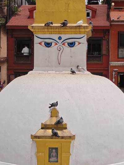 The image depicts the stupa in Gokarneshwar, Nepal. The stupa, a large white dome, is topped with a yellow spire. The stupa's dome is adorned with a pair of large, almond-shaped eyes painted in blue and white, with orange irises and black pupils. Below the eyes, a curved red line suggests a nose. Several pigeons are perched on the stupa, including one on the yellow spire, another near the base of the dome, and a few on a smaller yellow structure at the base of the stupa, which features a small framed image of a seated figure. The stupa is set against a backdrop of red-tiled buildings with traditional architecture. In the background, through a window of one of the buildings, a person in a white shirt can be seen standing. The sky is not visible in the frame.