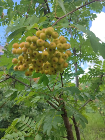 A cluster of unripe, light green rowan berries hangs from a branch of a rowan tree. The berries are round and small, with a slightly darker tip. The leaves of the tree are serrated and compound, a vibrant green. In the background, other green foliage is visible, along with a clear blue sky with a few white clouds. A hint of a building and a grassy area can be seen in the distance. The image appears to be taken in Ivanovca, Russia.