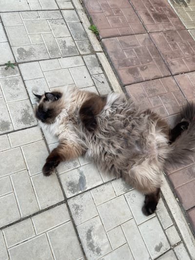 A fluffy cat of Siamese or similar breed, with dark brown ears, face mask, and paws, and a light brown and beige body, lies on its back on a paved surface. The paving consists of light grey rectangular tiles laid in a stretcher bond pattern on the left side of the image, and reddish-brown rectangular tiles laid in a basketweave pattern on the right. There is a narrow concrete strip between the two paving types. Small weeds are growing in the cracks of the paving. The cat is the primary subject, appearing relaxed or asleep. The background is an outdoor paved area, likely a walkway or patio, with no other discernible objects or people.