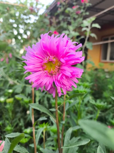 A single, vibrant pink aster flower is in sharp focus in the foreground, its delicate petals fanning outwards from a bright yellow center. The flower is tall and slender, supported by thin brown stems and surrounded by lush green foliage. The background is blurred, with hints of a yellow building with a window and a gray roofline suggesting an outdoor setting, likely a garden or backyard. The overall impression is one of natural beauty and tranquility. The scene depicts a typical domestic environment, possibly a residential area within Yuzhno-Sukhokumsk, Russia, where gardens are a common feature.