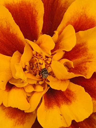 A close-up, top-down view of a marigold flower is captured, showcasing its vibrant orange and yellow petals. The flower's center is a complex arrangement of smaller, frilled petals and stamens, a dark, small beetle is perched in the center. The petals exhibit a gradient of color, transitioning from a deep red-orange at the base to a bright yellow at the edges. The image's focus is sharp, revealing the delicate textures and intricate details of the flower. The background is blurred, emphasizing the subject. The overall impression is one of natural beauty and minute detail. This image was taken in Kurovo, Russia.