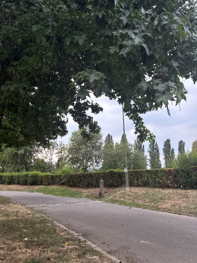 The image depicts a park scene in Saluzzo, Italy, featuring a paved pathway that curves to the right. To the left of the pathway, dry grass and scattered leaves are visible, bordering a neatly trimmed, dense green hedge. Beyond the hedge, a line of tall, slender trees stands against a cloudy sky, interspersed with fuller, leafy trees. A green pole with a small white object attached stands near the pathway in the middle ground. A red, ornate water fountain is situated to the left of the pathway in the foreground. Overhanging branches of a large tree with dark green, star-shaped leaves dominate the upper portion of the image, casting shadows across the scene.
