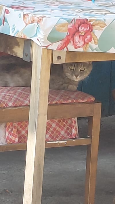 A cat is hiding under a table covered with a floral-patterned tablecloth. The cat is light gray and appears to be lying down on a red and white checkered cushion. The table has wooden legs, and the scene suggests an outdoor setting, possibly a yard or patio, given the textured ground. There is no identifiable indication of the location being in Belovo, Russia.
