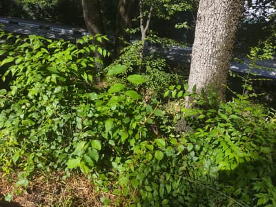 A dense, sun-dappled thicket of green foliage and small trees dominates the foreground and midground of this outdoor scene. Several mature trees with rough, grey bark are visible, with one particularly prominent trunk on the right side of the frame. The undergrowth is lush and varied, with many small, serrated leaves. In the background, a paved area with white markings, possibly a road or parking lot, is visible beyond a chain-link fence. Shadows from the foliage create a dappled pattern across the scene. The environment appears to be a natural or semi-natural area within an urban setting, possibly a park or a roadside verge in the Массандровский поселковый совет region of Ukraine. There are no people or discernible human activity present.