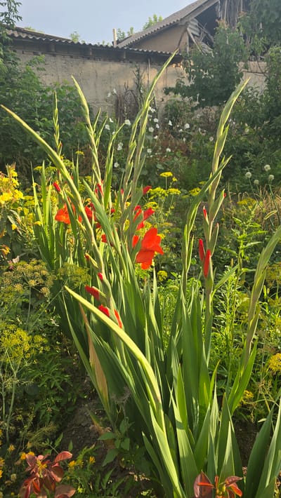 This media file depicts a close-up view of a garden with gladiolus flowers in bloom. The flowers are predominantly red and are seen in various stages of opening, with some still in bud form. Tall, green sword-like leaves of the gladioli dominate the foreground, creating a lush and verdant impression.
In the background, a portion of an old, weathered building with a corrugated metal roof is visible. The building appears to be made of light-colored stone or brick and shows signs of age. Surrounding the building and interspersed with the gladioli are other plants, including small white flowers and yellow wildflowers, as well as some feathery green foliage, possibly dill or fennel.
The scene appears to be outdoors, in a garden setting, likely in a rural or semi-rural area. The lighting suggests it is daytime, with bright sunlight illuminating the flowers and foliage, casting some shadows and creating highlights on the leaves. The overall mood is natural and serene, showcasing the beauty of blooming flowers in a somewhat rustic environment. The location is identified as Ақбұлақ, Kazakhstan. There is no visible text in the image.