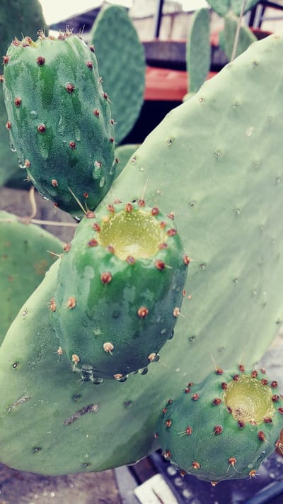 A close-up, high-angle view depicts a green Opuntia cactus adorned with three developing prickly pear fruits. The uppermost fruit is an intact, elongated, vibrant green specimen, densely covered in minute reddish-brown glochids and numerous clear water droplets. The central fruit, more rounded, also vibrant green and featuring reddish-brown glochids, has its apical end removed, exposing a moist, light yellow-green, pulpy interior with a central depression. Clear water droplets are visible on its surface and the contiguous cactus pad. A third, partially visible fruit at the bottom right mirrors the central fruit, with its apical end also removed to reveal a similar light yellow-green interior. All fruits are attached to large, flat, pale green cactus pads, which exhibit scattered small areoles and additional water droplets. The background is blurred, showing additional green cactus pads, dark structural elements resembling a fence or roof, and a distant reddish-brown object, likely a pot or part of a building. The scene is illuminated, suggesting an outdoor environment after rain or watering. No individuals are present. The specific location in the city of La Joya, Mexico, cannot be ascertained from the visual evidence.