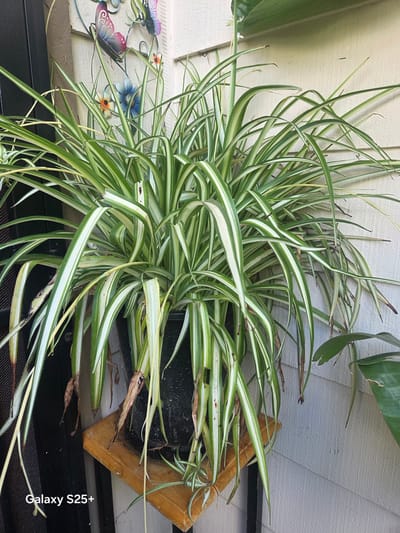 A potted spider plant with variegated green and white leaves sits on a wooden shelf against a light-colored, textured wall. The plant has long, arching leaves, some of which are yellowed and dried at the tips. A dark pot holds the plant. Behind the plant, a black screen door is visible to the left. To the upper left of the plant, decorative metal butterflies and flowers are attached to the wall. The text "Galaxy S25+" is visible in the lower left corner of the image. The scene is outdoors, likely in a residential setting in Antelope, United States.