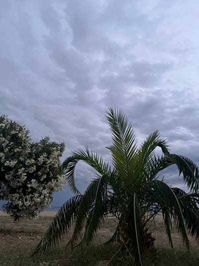A mature palm tree with vibrant green fronds dominates the foreground, positioned slightly to the right of the image's center. To the left, a large, leafy shrub is covered in numerous small, white flowers, creating a stark contrast with the palm. The ground is covered in dry grass and sand, typical of a coastal environment. In the background, a sandy beach stretches towards a calm body of water, likely the sea, with a hazy horizon. The sky above is overcast with heavy, dark gray clouds, suggesting an impending storm or the approach of evening. The overall atmosphere is subdued and slightly moody due to the lighting conditions. The scene is set in Gerakini, Greece, likely near the coastline. No people are visible in the image.