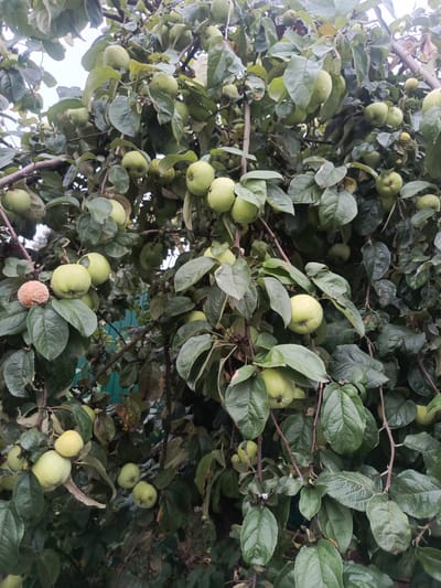 The image shows a close-up view of an apple tree laden with green apples in the city of Pugovkino, Russia. The apples are of varying sizes, and some appear to be ripe, while others are still developing. They are clustered on branches amidst lush green foliage, with some leaves showing signs of browning or decay. The tree is dense, with branches crisscrossing and obscuring some of the apples. A glimpse of a green fence is visible in the background, suggesting the tree is located in a backyard or garden. The lighting suggests an overcast day.