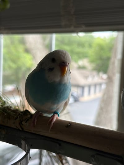 A close-up, angled shot captures a budgerigar perched on a wooden dowel. The bird is predominantly white with bright blue markings on its wings and chest. Its beak is a vibrant orange, and its eyes are dark. A small, light blue ring encircles one of its legs. The budgerigar appears to be tilting its head, giving it a curious or playful expression.

The setting is indoors, near a window. Through the slightly blurred window, greenery and architectural elements suggest an outdoor environment, possibly a residential area. The lighting indicates it is daytime, with natural light filtering through the window. The overall mood is calm and intimate, focusing on the small bird. There is no visible text in the image.