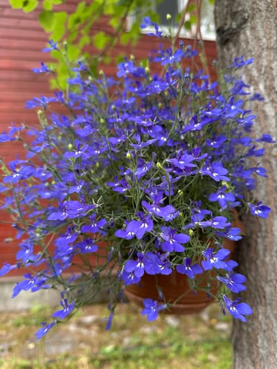 This is a close-up, top-down, outdoor shot of a pot filled with vibrant blue lobelia flowers. The flowers are small and delicate, with five petals each, and many have a white or light blue center. They are clustered densely together on thin green stems, creating a lush, overflowing appearance. Some of the flowers are in full bloom, while others are still buds. The pot itself is a warm, reddish-brown color and is partially visible.
In the background, out of focus, is a textured, light-colored surface that appears to be wood or bark, possibly a tree trunk. To the right of the pot, a blurry green and brown area suggests foliage or grass. Below and to the left of the pot, a reddish-brown wooden surface is visible, likely a deck or fence.
The lighting suggests it is daytime, and the overall impression is one of natural beauty and a flourishing garden. There is no text visible in the image. The scene appears peaceful and serene.