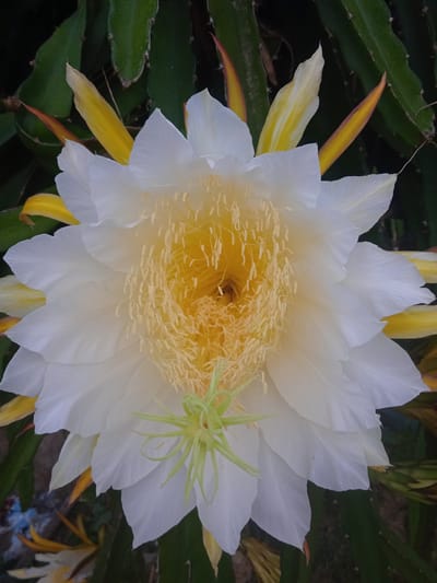 This is a close-up, overhead photograph of a white dragon fruit flower in bloom. The flower has numerous delicate, white petals radiating outwards, with a vibrant yellow center comprised of many stamens. Some yellow and reddish-orange bracts are visible around the edges of the bloom. The flower is positioned against a dark green, leafy background, likely the foliage of the dragon fruit plant. In the lower left corner, there are glimpses of what appears to be debris on the ground, suggesting an outdoor, possibly rural or garden setting in Meunasahblang, Indonesia. The image captures the ephemeral beauty of the flower, with no people or specific actions depicted.
