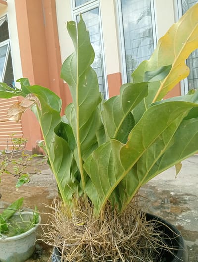 A large plant with glossy green leaves and exposed, brown, fibrous roots is situated in a black pot on a wet, gray concrete surface. The pot is black and has the partial word "ROS" written on it in white. Behind the plant, a building with orange-brown walls and large windows with white frames is visible. The windows reflect the sky and some distant foliage. To the left of the main plant, a smaller, lighter-colored pot containing a plant with green leaves and water can be seen. The environment appears to be an outdoor space, possibly a patio or garden area, given the concrete and the presence of multiple plants. The image is taken from a medium-low angle, focusing on the plant. There are no people present in the image. The location is identified as Glong, Indonesia.