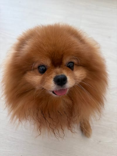 A pomeranian dog with reddish-brown fur is looking up at the camera with its tongue slightly out. The dog is sitting on a light-colored, textured surface that appears to be a floor. The background is out of focus, but it seems to be a domestic indoor setting. The image is a close-up shot of the dog's face and upper body. There is no indication of the location being in the city of Тимофеевка, Russia.