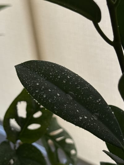 A close-up, vertical, eye-level shot focuses on a dark green leaf with numerous water droplets on its surface. The leaf is positioned diagonally across the frame, with its tip pointing towards the lower right. Behind the main leaf, a portion of another dark green leaf with holes is visible in the lower left quadrant. The background consists of a softly lit, off-white surface. The scene is indoors, and the lighting suggests a natural light source from behind the subject. The image was taken in Troitske, Ukraine.