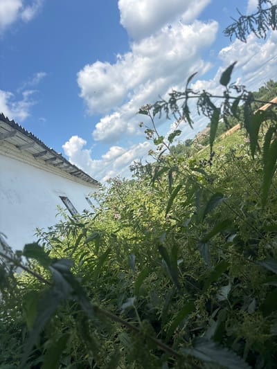 This media file captures a close-up view of lush green foliage against a bright blue sky filled with fluffy white clouds. The camera is angled upwards, giving a sense of looking up through the plants. In the foreground, the leaves and stems of various plants are prominent, some with small, delicate pinkish-white flowers. The foliage is dense, creating a natural, overgrown aesthetic.

Partially visible in the lower left of the frame is the corner of a white building with a tiled roof and what appears to be decorative trim. The building suggests a human-made element within the natural setting. The image is oriented sideways.

The overall impression is one of a sunny day, likely late spring or summer, with pleasant weather. The scene evokes a feeling of natural beauty and a slightly wild, untamed environment. There are no people or visible text in the image. The location context provided, Ves', Russia, suggests a rural or semi-rural setting where such abundant vegetation and modest structures would be common. The time of day appears to be daytime, given the bright sunlight and clear sky.