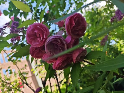 This is a close-up, low-angle photograph of a cluster of pink roses blooming amidst lush green foliage. The roses are the primary subject, with their intricate petals and deep pink hues prominently displayed. Behind the flowers, green leaves create a natural frame, and some blurred purple flowers add a splash of contrasting color. In the background, out of focus, is a building with light brown brickwork and visible windows, suggesting an urban or semi-urban setting. The sky, visible between the leaves at the top left, appears blue with some clouds, indicating daylight. The overall impression is one of natural beauty and the vibrant bloom of a garden. There is no visible text in the image. The scene captures a moment of natural splendor on a pleasant day.
