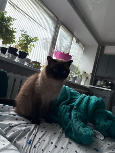 A Siamese cat with dark brown points and piercing blue eyes sits on a bed with white sheets adorned with dark gray and blue stars. The cat is positioned on the left side of the frame, facing slightly towards the viewer. A rumpled teal blanket is draped over the bed to the right of the cat. In the background, a window with horizontal blinds is visible, revealing several potted plants on a windowsill. The overall environment suggests an indoor residential setting.