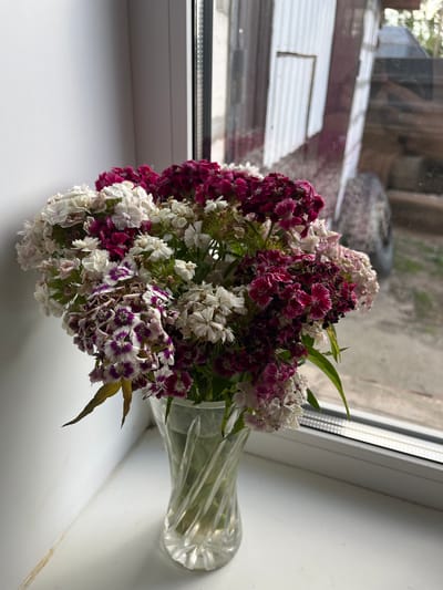 A bouquet of white and deep pink carnations is displayed in a clear glass vase on a white windowsill. The vase has a twisted pattern and is filled with water. Behind the flowers and vase, a window looks out onto an outdoor scene. The windowpane reflects a white corrugated metal structure, possibly a shed or outbuilding, with some indistinct shapes and a hint of greenery. The overall environment appears to be a residential setting, likely within the Тулаўскі сельскі Савет region of Belarus, given the typical rural architecture suggested by the reflection. The lighting indicates it is daytime, with natural light illuminating the scene. There are no people or animals present.