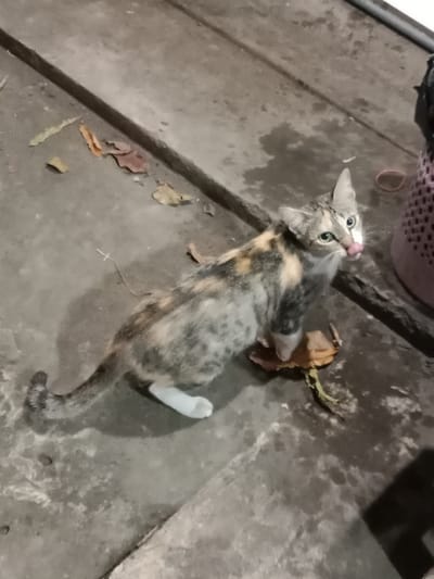 The image shows a calico cat on a concrete surface, likely a walkway or patio, in Sekopek Wetan, Indonesia. The cat is looking up and to the right, with its tongue slightly visible, possibly licking its nose. Several dry leaves are scattered on the concrete. A portion of a pink, woven object is visible in the upper right corner, possibly a basket or pot. The overall lighting is dim, suggesting it is evening or nighttime.