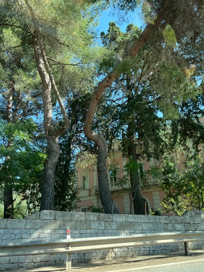 The image captures a sunlit outdoor scene in Cassano delle Murge, Italy. In the immediate foreground, a silver metal guardrail with two horizontal bars is visible, with a single support post on the right. Behind the guardrail, a light grey stone wall, constructed from stacked rectangular blocks, extends horizontally across the frame. A small, rectangular marker with red, white, and black stripes is affixed to the wall, left of center. Below the guardrail, a strip of dark asphalt roadway with a faint white edge line is present.

The midground and background are dominated by a dense canopy of tall evergreen trees, primarily pine species, with visible thick, textured trunks and vibrant green foliage. The bright blue sky is visible through gaps in the tree canopy. Partially obscured by the trees, a multi-story building with a light salmon-pink facade is visible. Distinct architectural features include multiple windows, some with white trim and decorative railings, and a prominent arched entryway on the lower right side. No people or specific actions are depicted in the scene.