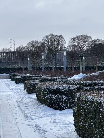This image captures a snow-covered landscaped garden or park area in Plodorodny, Russia, under an overcast sky. In the foreground, a paved pathway, partially cleared of snow, runs diagonally from the lower-left towards the center. Adjacent to the path and extending into the midground are multiple rows of neatly trimmed, dark green evergreen hedges, uniformly blanketed with fresh snow. The ground between the path and hedges, and among the hedge rows, is covered in white snow, with a small mound of snow visible in the mid-right. In the background, a row of deciduous trees with bare, rounded canopies stands behind the hedges. Interspersed among these trees are several tall, modern, rectangular lampposts featuring vertical light panels. Further behind the trees, a dark, structured fence or barrier is visible. On the far left background, a multi-headed street light fixture is present. A faint, slender spire or antenna is discernible on the distant right horizon. No human figures are present in the scene.