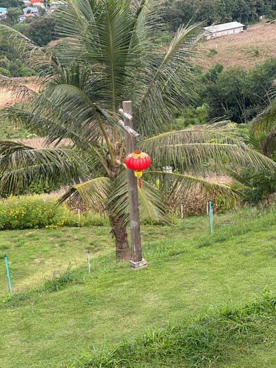 The image depicts a rural landscape in Ban Mai Saha Sampan, Thailand, observed under natural daylight. A large palm tree with green fronds is centrally located. Immediately to its right stands a weathered wooden utility pole, from which a red, spherical Chinese-style lantern with yellow decorative patterns and red tassels is suspended. The foreground consists of a sloping area of green grass, where several thin, light blue PVC pipes are visible, some capped. To the left midground, a cluster of yellow-flowering bushes grows. The right midground features a sloped field of dry, light brown vegetation. The background displays rolling green hills covered in dense foliage. On the far left of the background, a cluster of residential buildings with light-colored roofs is visible on a distant hill. On the far right, a long, white, rectangular building with a light roof is situated on a cleared, brown hillside. No individuals are present in the scene.