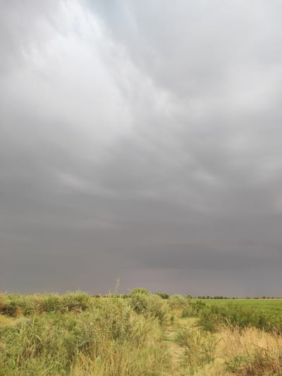 The image depicts a rural landscape in Pakhtachi, Uzbekistan, under a heavily overcast sky. The foreground is dominated by lush, green vegetation, including tall grasses and shrubs, with a narrow dirt path winding through it. In the midground, there is a dense growth of bushes and trees, with some areas appearing drier and yellowed. Beyond the vegetation, a green agricultural field stretches towards the horizon, lined with a distant row of trees. The sky is filled with dark, ominous storm clouds, creating a somber atmosphere. No people or animals are visible in the image.