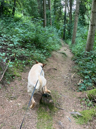 A light-colored dog on a black leash walks on a dirt path in a forest. The dog is facing away from the camera, with its tail held high. The path is narrow and winds through dense vegetation. Trees with thick trunks and green leaves line both sides of the path. The ground is covered in dirt, fallen leaves, and moss. The scene appears to be located in a natural environment, possibly a park or hiking trail.