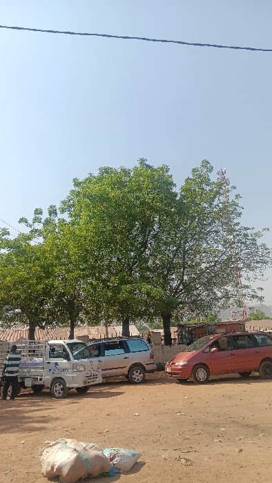 This image depicts an outdoor street scene in Langtang, Nigeria, under a clear, light blue sky. A single dark cable stretches horizontally across the upper portion of the sky. In the background, a red and white lattice communication tower is visible on the right, partially obscured by several large, leafy green trees. Faint outlines of distant hills or mountains are present on the horizon.
The midground features an unpaved, reddish-brown dirt road or lot with three vehicles parked. From left to right: a white compact pickup truck with a caged bed and some blue lettering, a silver minivan with tinted windows, and a red minivan. A man wearing a light-colored striped shirt and dark trousers is standing next to the driver's side of the white pickup truck, facing partially away from the camera. Low-rise structures and a fence line are partially visible behind the parked vehicles and trees.
In the immediate foreground, two large, lumpy sacks rest on the dirt ground; one is light brown, and the other is a patterned plastic bag.
