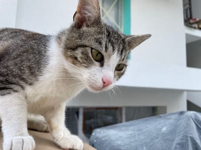A close-up shot features a young cat with gray-and-white fur, green eyes, and a pink nose. The cat is positioned on what appears to be a ledge, with its front paws visible. The background is somewhat blurred, but elements such as a building, window frames, and a tarp-covered object are discernible. The location is Skala Potamias, Greece.