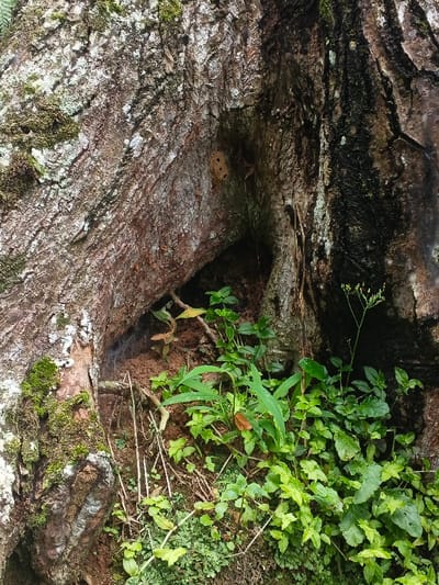 A hollowed-out tree trunk reveals an interior with dirt and vegetation. Lush green plants sprout near the base, reaching towards the opening. Patches of moss cover the bark's exterior, particularly on the left side. Inside the cavity, cobwebs are visible. A textured, brown structure is attached to the upper interior, possibly an insect nest. The right side of the trunk is darker and appears damp.