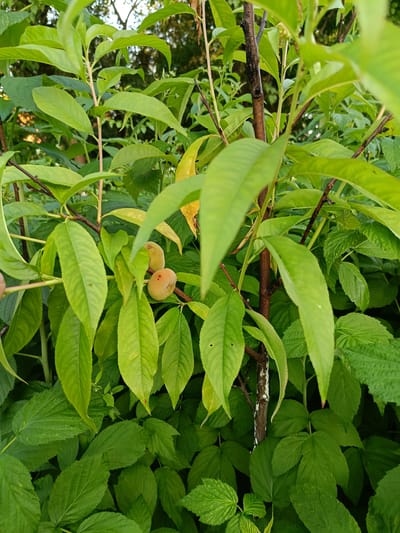 The image shows a close-up of a peach tree branch laden with unripe peaches, nestled among lush green foliage. The setting appears to be a garden or orchard, with the dappled sunlight suggesting an outdoor environment. The peaches are small and light-colored, indicating they are still developing. The leaves are vibrant green, with some yellowing on a few older leaves. The branches are thin and brown, with some white discoloration on one trunk. The background is blurred, with hints of trees and sky. The overall impression is one of natural growth and the promise of fruit. The location is identified as Novoselytsia, Ukraine.