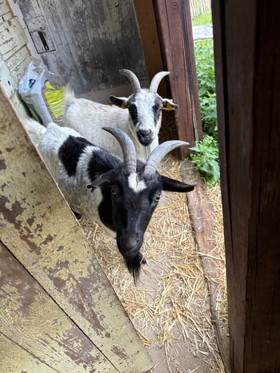 This image, taken in Egestorf, Germany, depicts two domestic goats inside a wooden stable or barn, viewed from a slightly elevated perspective looking down into the enclosure.

In the foreground, a black and white goat with prominent greyish horns and a black beard looks directly at the camera. Its face is predominantly black with white markings around the eyes and snout, and its body is patched black and white. To its right and slightly behind, a second goat, primarily white with black facial markings and shorter greyish horns, also faces the camera. A yellow ear tag is visible in its left ear. Both animals stand on a floor covered with a layer of dry, light yellow straw or hay. A wooden beam runs horizontally across the straw-covered floor in the mid-ground.

The walls of the enclosure are constructed from weathered wooden planks. The wall on the left side of the frame shows significant peeling yellow paint over a darker wooden surface. The rear wall consists of grayish-white painted wood, with a dark metal latch mechanism visible on a panel. The right side of the frame is defined by robust, dark brown, unpainted wooden beams, which frame an open doorway. Through this opening, lush green vegetation, consistent with tall weeds or bushes, is visible, along with distant hints of a wooden fence and outdoor light. In the far left background, against the rear wall, two bags are present: a white bag with a green and blue logo, and a yellow, transparent bag containing granular feed.