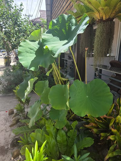 In Koh Toch Village, Cambodia, a close-up, eye-level shot showcases lush green vegetation in front of a building. The foreground is dominated by large, rounded lotus leaves with visible veins, some pointing upwards and others outwards. Beneath the lotus plants, smaller, textured green leaves, possibly ferns, are visible. To the left, a sandy path with several brown rocks lines the edge of the garden. In the background, the building features a textured brown facade and a white door. Hanging from the building are clusters of Spanish moss, creating a curtain-like effect. Further back, electrical wires crisscross overhead against a bright sky. The overall scene depicts an outdoor environment with a focus on the vibrant plant life.