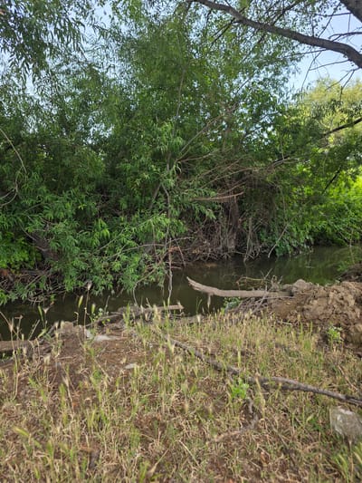The image shows a view of a narrow, slow-moving body of water, possibly a creek or small river, with overgrown vegetation along its banks. The water is dark and reflects the surrounding greenery. The foreground consists of dry, sparse grass with some taller, wispy plants. Several pieces of driftwood and debris are scattered on the bank and in the water. Dense green foliage, consisting of trees and bushes, forms a thick wall on the opposite bank, with some branches extending over the water. The sky is visible through the upper branches of the trees, appearing light blue and overcast. The overall scene suggests a natural, somewhat unkempt environment. The location is identified as Poylu, Azerbaijan.