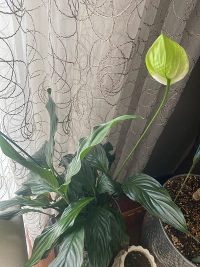 A close-up, top-down shot features a single, light green peace lily bloom extending from a plant with dark green, glossy leaves. The flower, with its characteristic spathe, is partially unfurled and rests against a sheer white curtain adorned with a swirling, circular pattern. The curtain appears to be hanging in front of a window, allowing diffused light to pass through.
The plant itself is lush, with numerous long, pointed leaves that have prominent parallel veins. The leaves are a deep, rich green, with some exhibiting a subtle sheen. The flower stalk is a vibrant green and arches gracefully.
In the background, out of focus, are parts of other potted plants and what appears to be a metallic pot. The setting suggests an indoor environment, likely a home or office, with the window providing natural light. The time of day is not explicitly evident, but the soft lighting suggests it might be daytime. There is no visible text in the image. The overall mood is tranquil and natural. The location context of Talas, Turkey, is provided but not visually represented within the image itself.