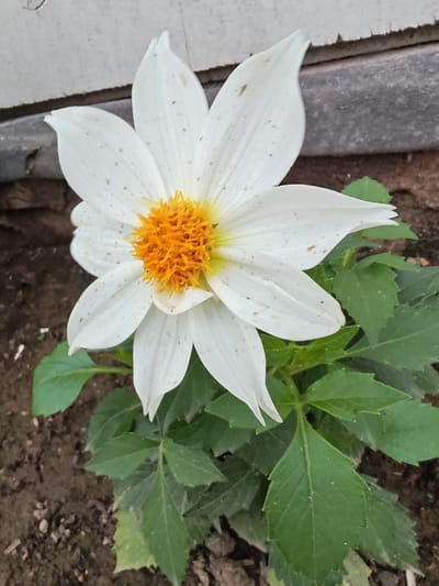 A single white dahlia with a bright orange center is in full bloom, its petals slightly speckled with brown. The flower is positioned in the center of the frame, angled towards the viewer. It sits amongst lush green foliage, with some leaves showing signs of age or damage. The background consists of dark soil and a textured, weathered surface that appears to be a wall or fence. The lighting suggests it is daytime. The location is the village of Afanasyevo, Russia. There are no people or animals present in the image.