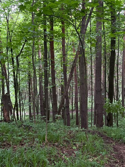 The image shows a forest scene, characterized by numerous slender, tall trees aligned vertically. Green foliage is visible in the upper and left areas of the image, indicating leaves on branches. The ground is covered with green vegetation and some brown leaf litter. The perspective creates a sense of depth, with trees appearing closer in the foreground and receding into the distance. There's no evidence to suggest that this image is of Gruzinskii, Russia.