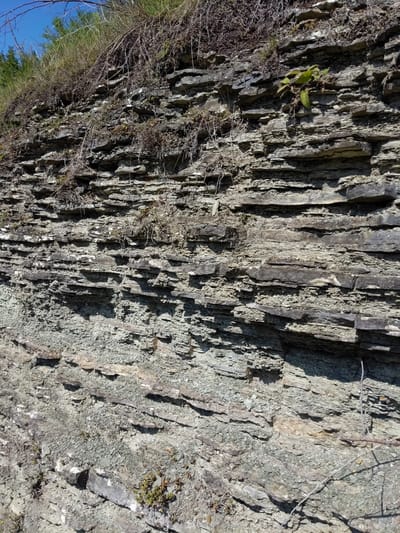 The image displays a rock face with distinct horizontal layering, indicative of sedimentary rock formation. The rock is predominantly gray and greenish-gray, with some darker gray and lighter tan or white strata visible. Small clumps of dry grass and sparse green vegetation, including a few small plants with green leaves, are growing from crevices in the rock. The overall impression is of a natural, undisturbed geological feature. The location is described as a rock face in Zalishchyky, Ukraine. There are no people, animals, or man-made objects clearly visible in the image. The environment appears to be outdoors, under natural daylight, with a clear blue sky visible at the top left corner. The lighting suggests a sunny day, casting shadows that highlight the texture and depth of the rock layers.