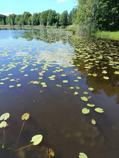 This image shows a serene lake covered with numerous lily pads under a clear blue sky. The lake is surrounded by a dense forest of green trees and reeds. The water reflects the sky and the surrounding vegetation, creating a tranquil and picturesque scene. The lily pads, of various sizes and shades of green and yellow, are scattered across the surface of the dark water. Some lily pads are submerged, while others float on the surface. The overall impression is one of natural beauty and peacefulness. The location is identified as Мяжанскі сельскі Савет, Belarus, suggesting a rural or natural setting within that region.