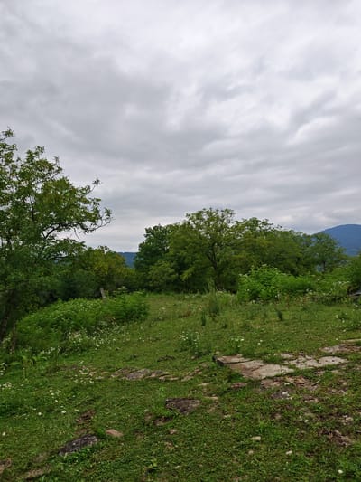 A cloudy day is depicted in a natural setting, likely in or near Sherdy-Mokhk, Russia. The foreground consists of a grassy area with scattered white wildflowers and patches of concrete or stone. A dense cluster of green trees dominates the middle ground, with a larger tree on the left side of the frame. In the distance, hills or mountains are visible under a grey, overcast sky. There are no people or animals present in the image. The scene appears to be an undeveloped or rural landscape.