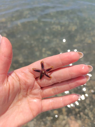 The image, captured in Krinitsa, Russia, depicts a light-skinned human hand submerged partially in clear, shallow water. The hand is positioned palm-up, holding a small, five-pointed, star-shaped object. The skin of the hand appears wet, exhibiting a visible sheen and adhering water droplets. The fingernails are long, oval-shaped, and display a natural or light beige coloration at their tips. The star-shaped object is dark reddish-brown with lighter, amber-toned edges on its points, suggesting a dried or preserved state. The background is composed of the water, which is translucent enough to reveal scattered pebbles and small rocks on the bottom. The water's surface is lightly rippled and reflects numerous bright, circular highlights of sunlight, indicating an outdoor, sunny environment. The hand and the object are in sharp focus, while the water in the background exhibits a soft, out-of-focus quality.