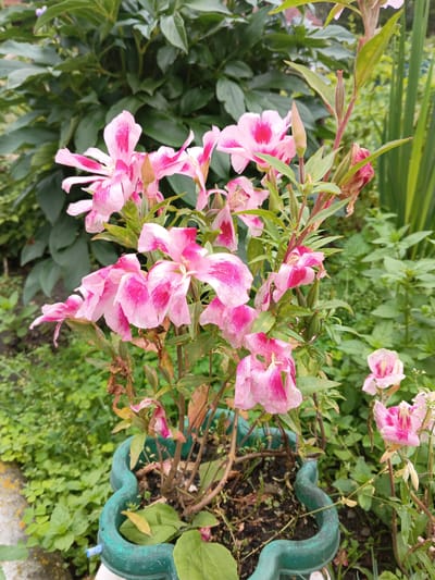 In Tatysh, Russia, a potted plant with delicate pink and white striped flowers stands in a garden. The plant has several open blooms and some closed buds. The flowers have five petals, each with streaks of bright pink. The stems are thin and reddish-brown, with small green leaves. The pot is a decorative, wavy-edged, dark green planter. The background is filled with lush green foliage, suggesting a garden setting. The lighting is natural, likely overcast as there are no harsh shadows. No people or animals are visible in the image. The overall scene depicts a tranquil moment in a garden.