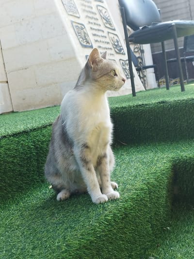 The image displays a domestic cat situated outdoors in the city of Dura, Palestinian Territory. The cat, characterized by a white chest and belly, transitions to greyish-brown tabby markings across its back, head, and limbs. Its eyes are light greenish-yellow. It is captured in a seated posture on an artificial green turf surface, facing the right side of the frame with its head turned to look into the distance. Its front paws are positioned together, and its hind legs are tucked beneath its body. A slight distention is visible on its lower abdomen. The artificial turf forms a terraced surface with visible steps or elevations. In the background, to the left of the cat, a light-colored, possibly stone or concrete, wall structure is present, featuring multiple recessed rectangular panels with darker, textured inserts. To the right and behind the cat, a dark-colored, four-legged outdoor chair is partially visible. The scene is illuminated by strong sunlight, casting distinct shadows.